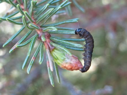 Larvae that weren't able to find poplar leaves to pupate in settled for spruce.