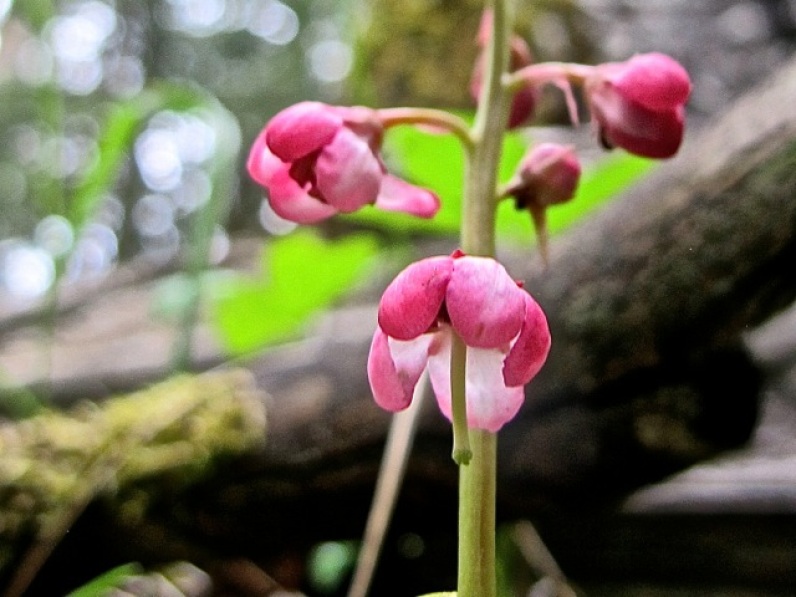 Pink Wintergreen blossom with its "elephant" trunk