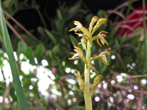 Pale coralroot orchid — flowers point up
