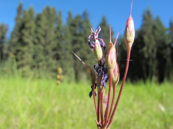 Shooting star — seed pods grow upright