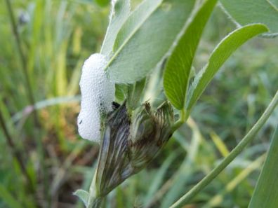 Spit bug on clover