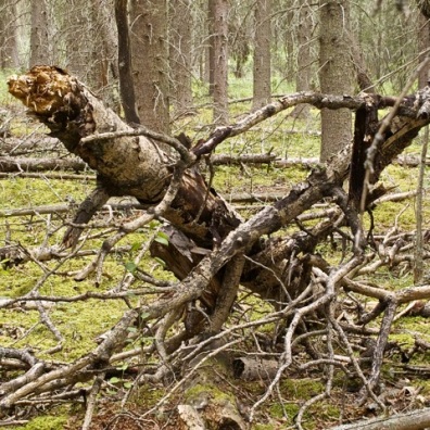 Deadfall in the forest
