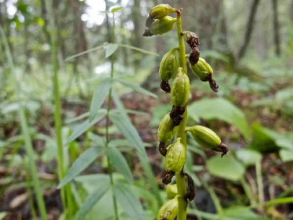 Pale coralroot orchid — seed pods point down