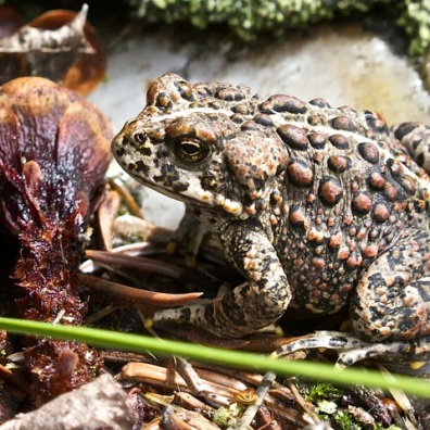 Boreal toad