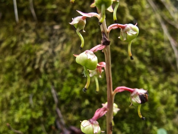 Common pink wintergreen (can you spot the aphid?)