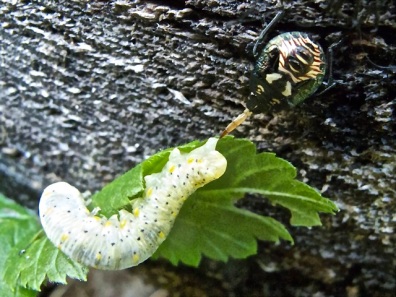 I spotted the stink bug first and only then realized it was feeding on the caterpillar.