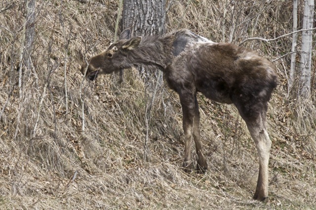 Tick-infested bull moose