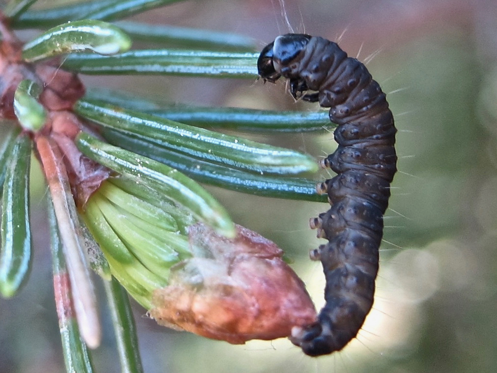 Large aspen Tortrix caterpillar