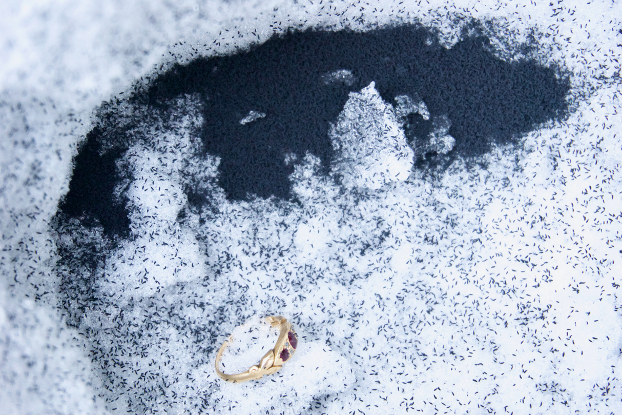 Snow fleas and ring for size